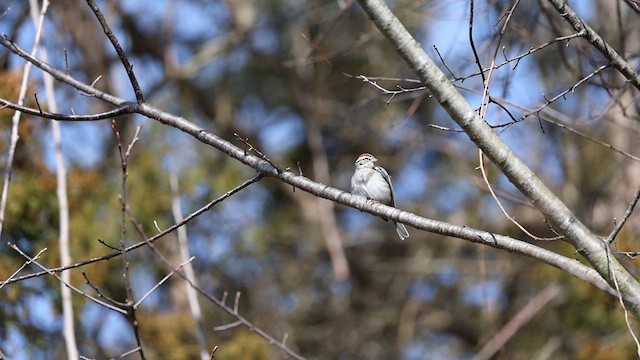 Chipping Sparrow - ML615410800