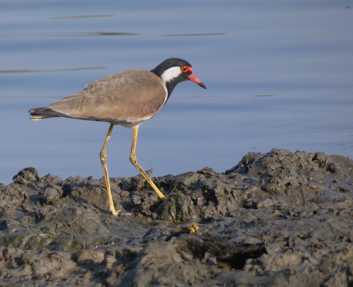 Red-wattled Lapwing - ML615410819