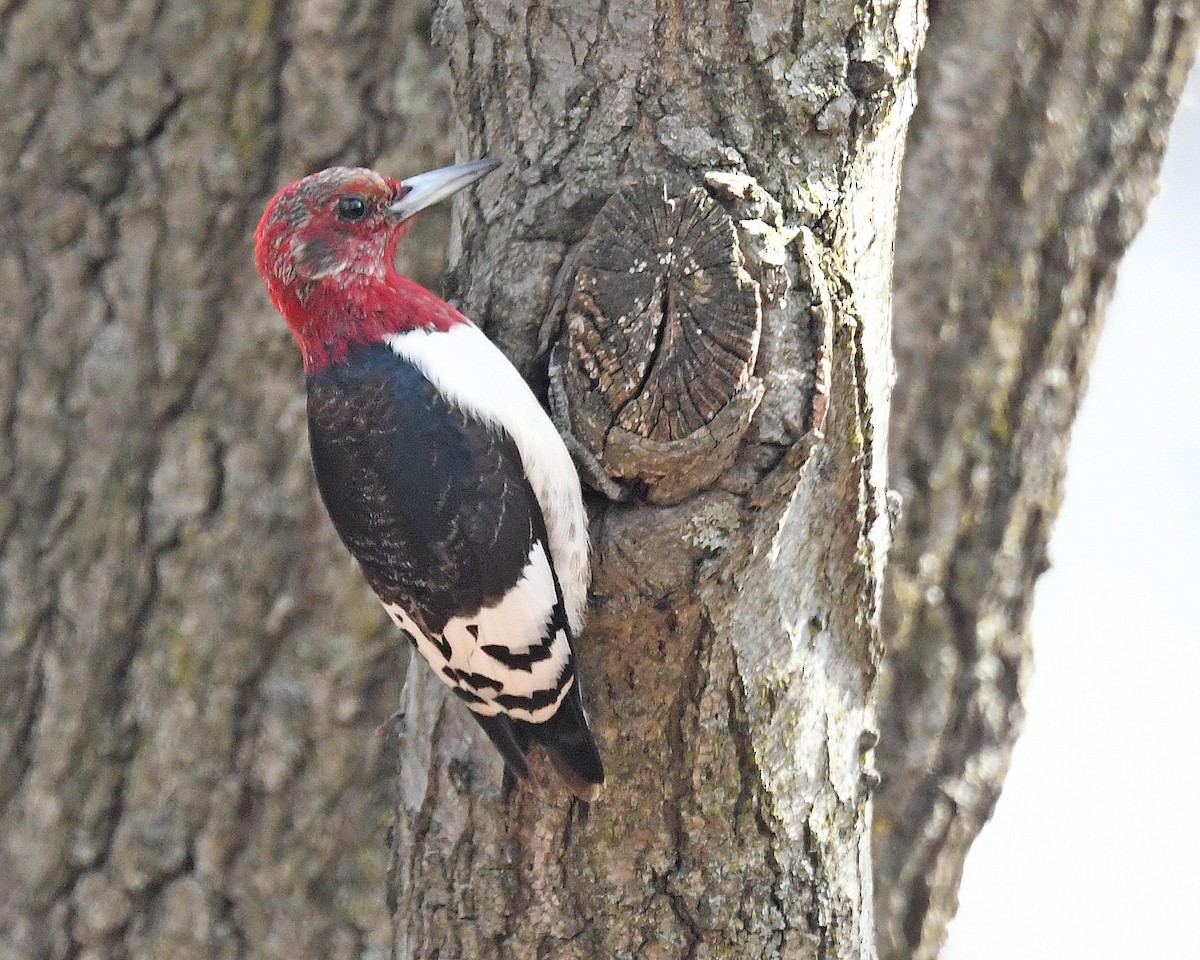Red-headed Woodpecker - ML615410846