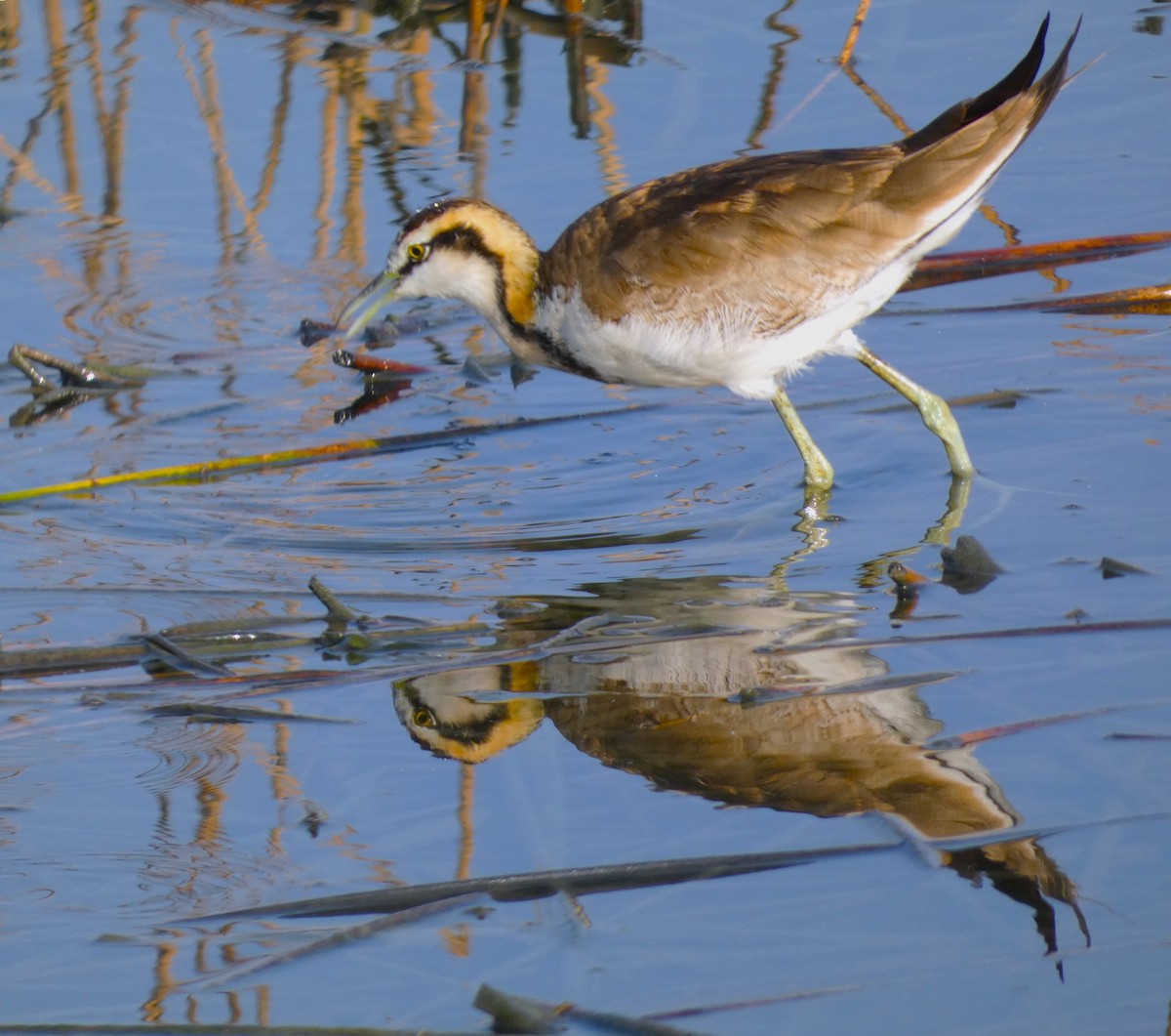 Pheasant-tailed Jacana - Santharam V