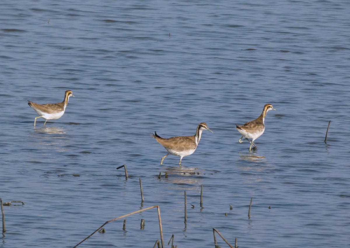 Pheasant-tailed Jacana - ML615410902