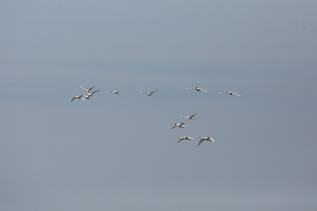 Tundra Swan - ML615410977