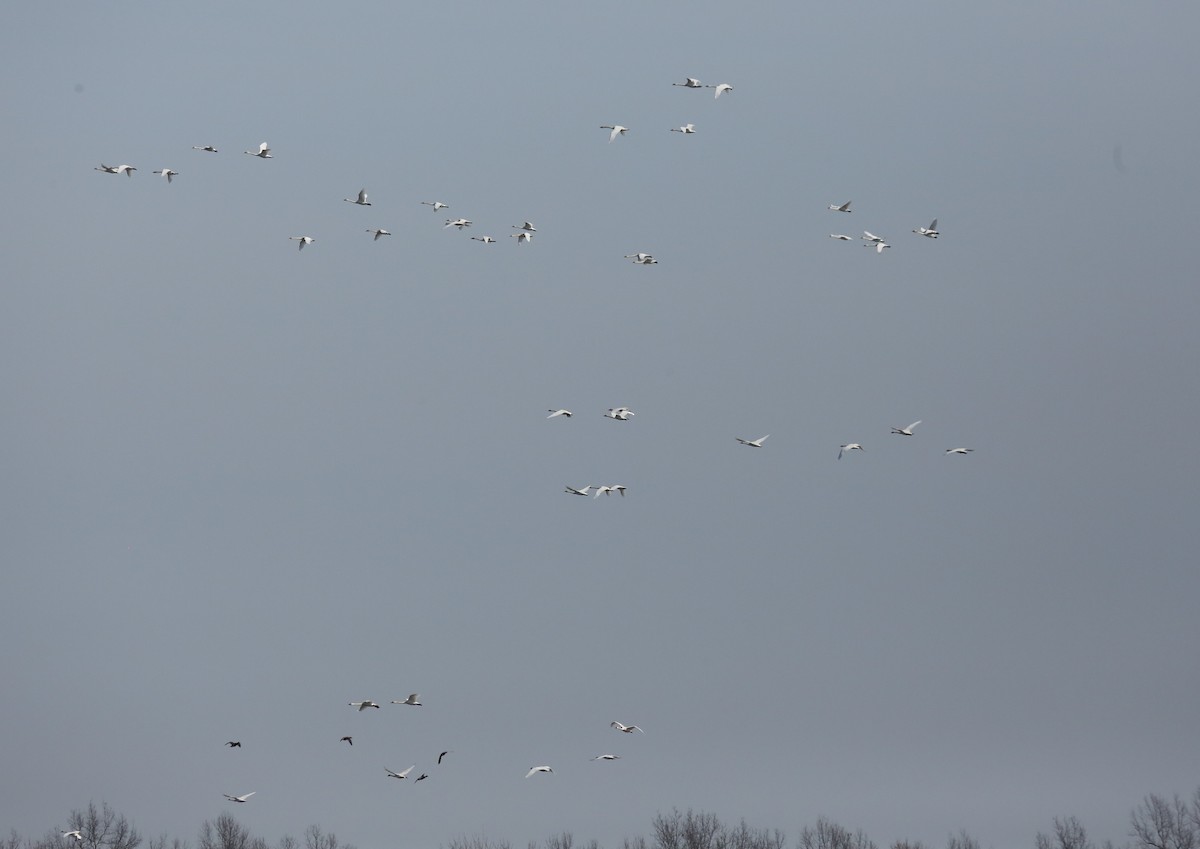 Tundra Swan - ML615410992