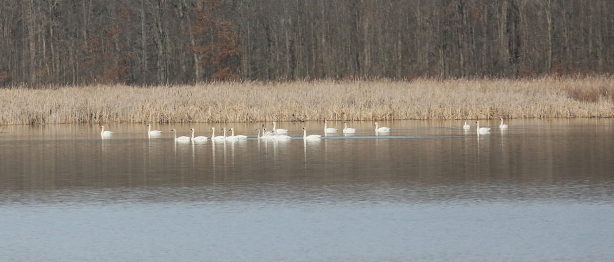 Tundra Swan - ML615411002