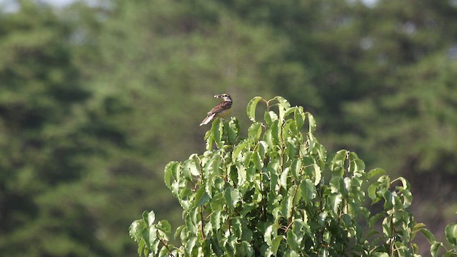 Eastern Meadowlark (Eastern) - ML615411089