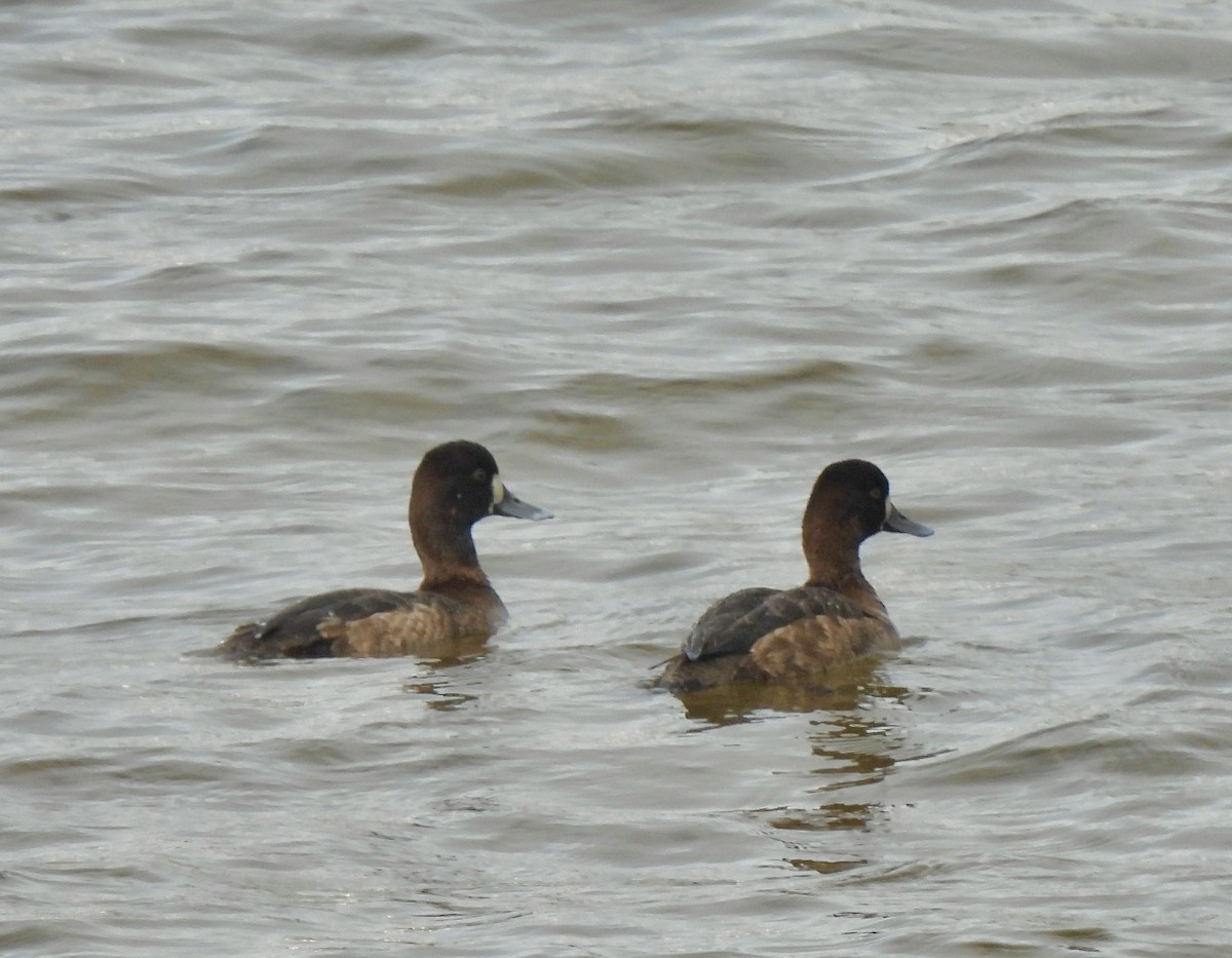 Lesser Scaup - ML615411095