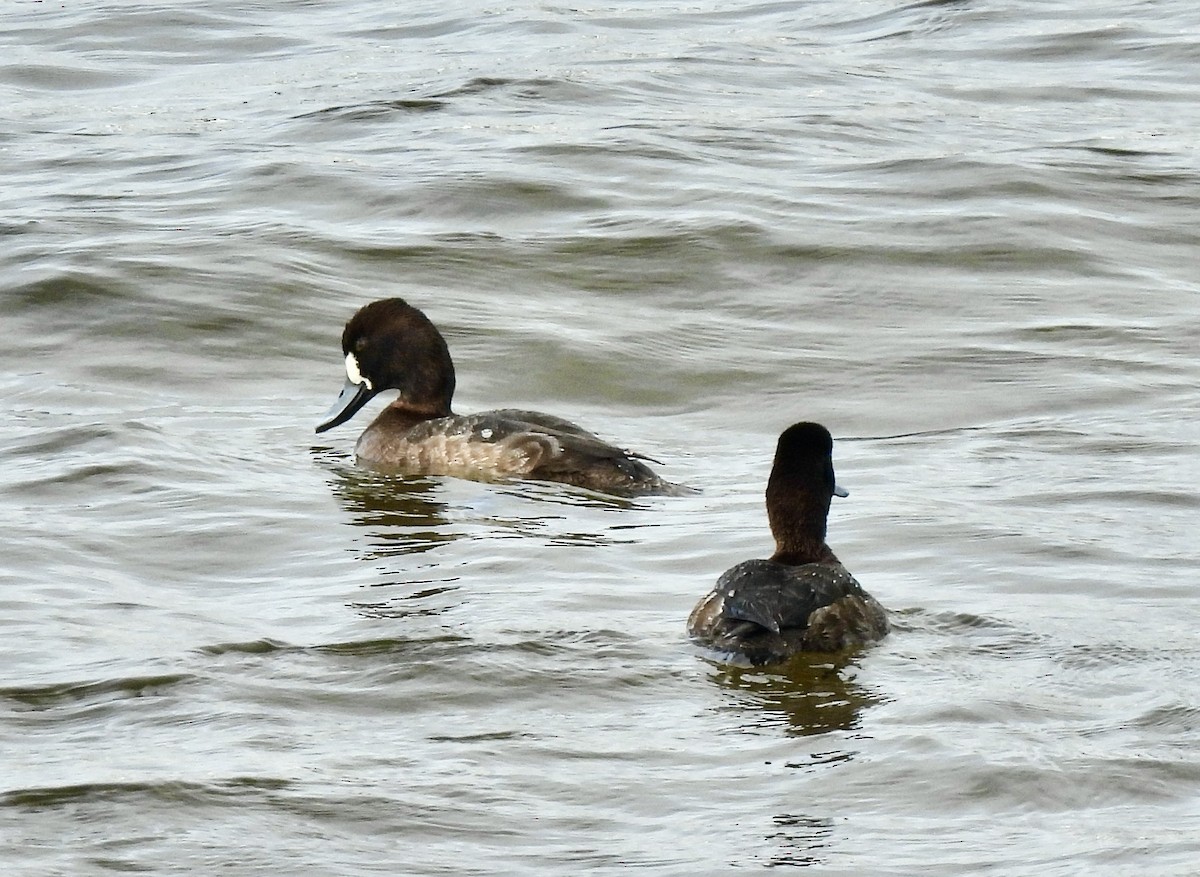 Lesser Scaup - ML615411097