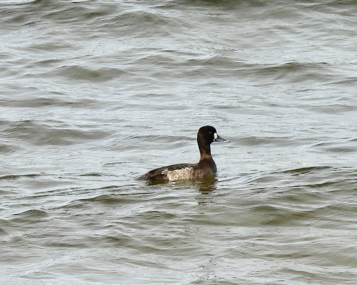 Lesser Scaup - ML615411105