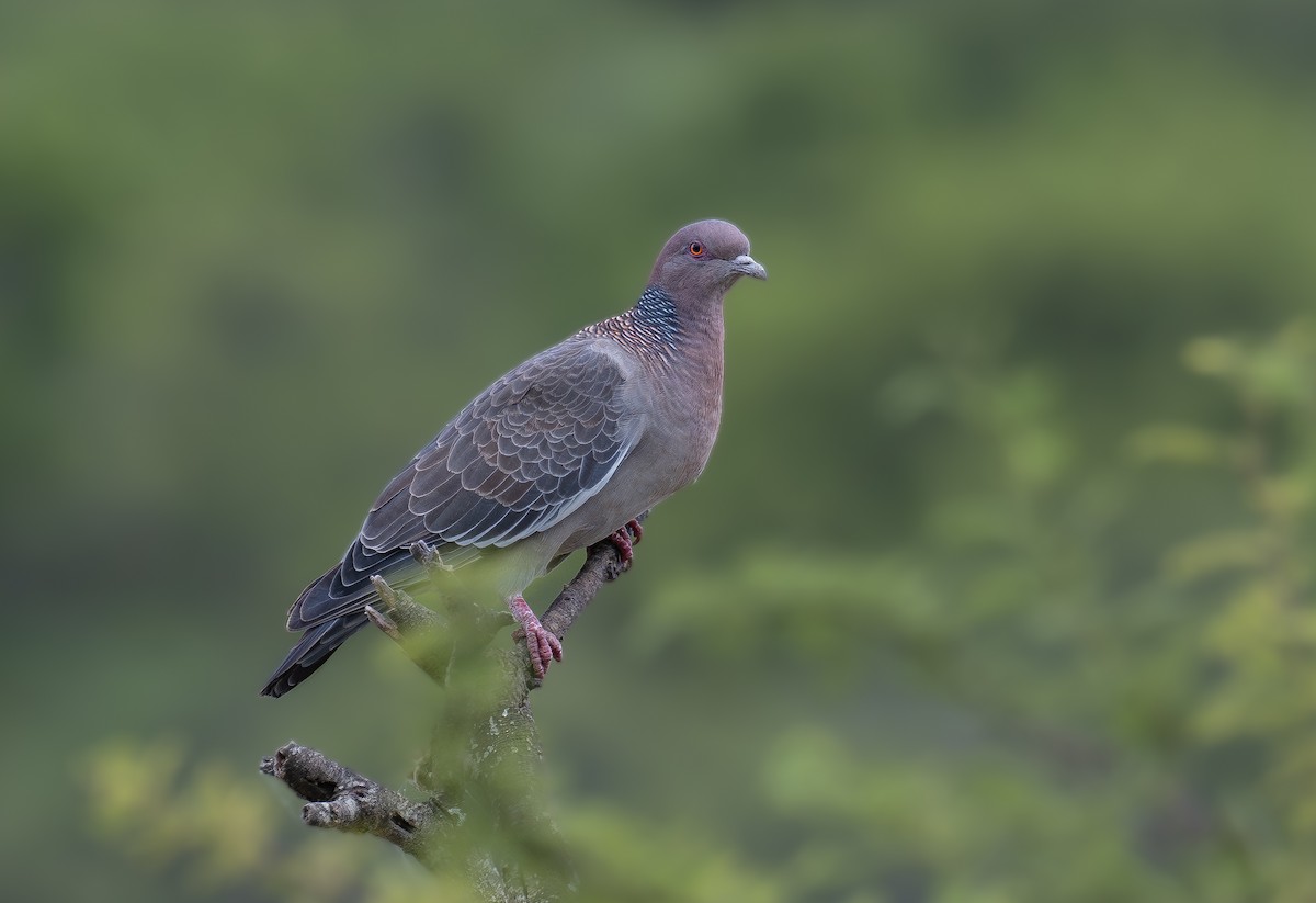 Picazuro Pigeon - ML615411135