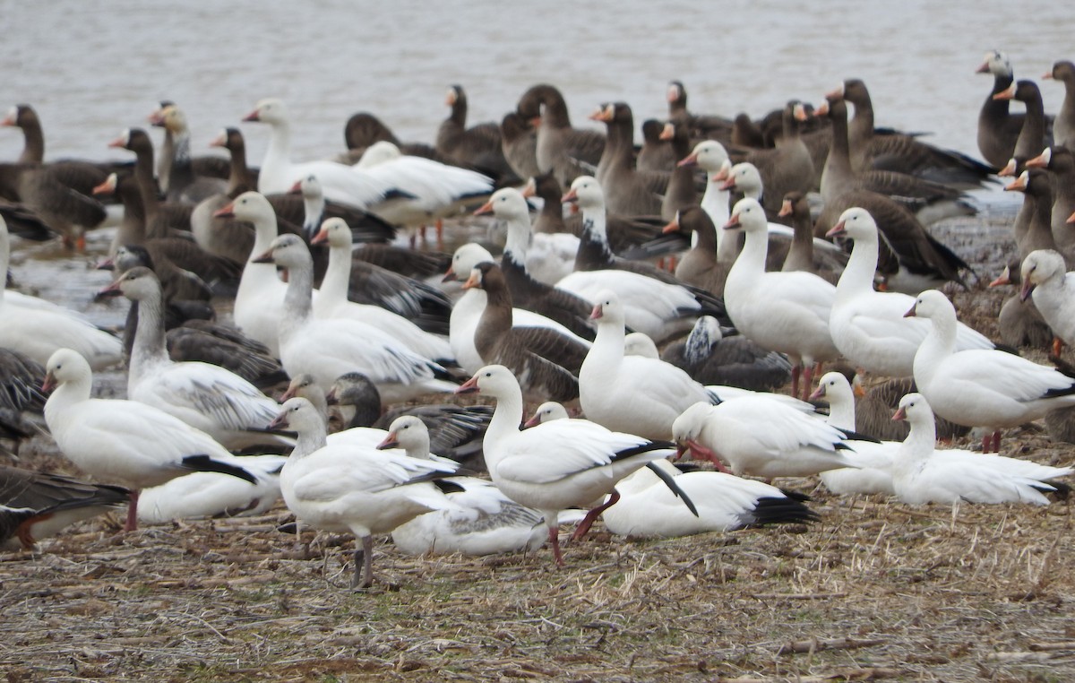 Snow Goose - ML615411210