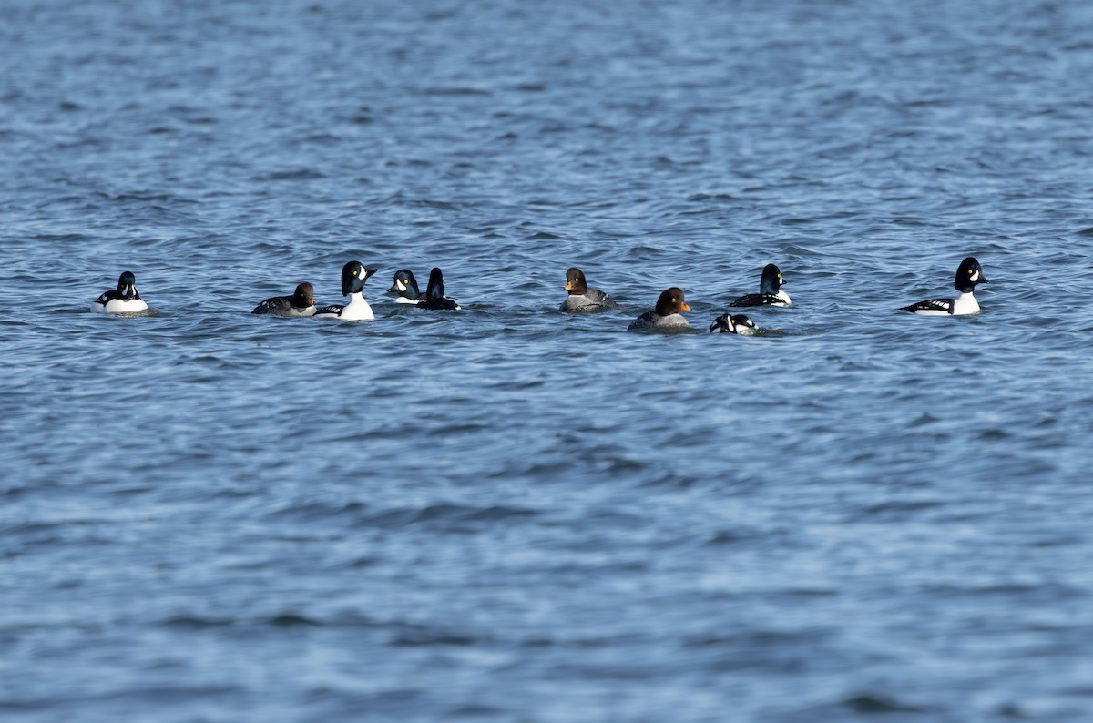 Barrow's Goldeneye - ML615411273