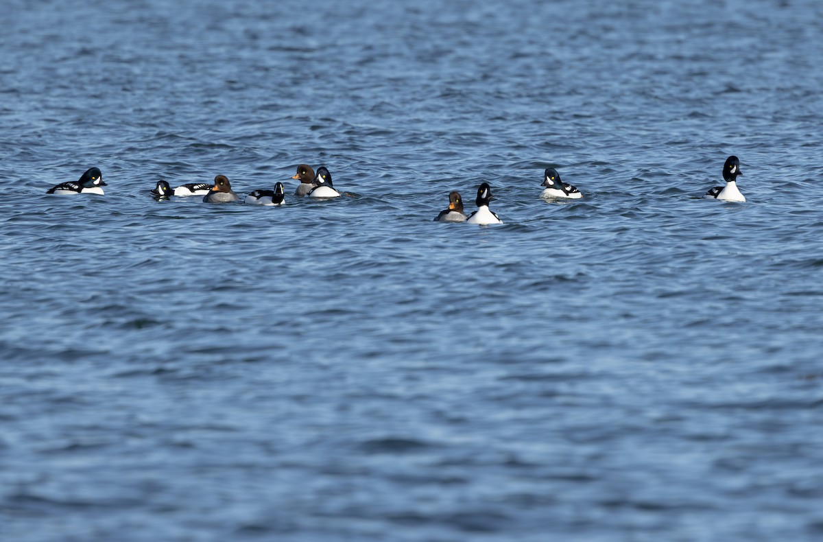 Barrow's Goldeneye - ML615411281