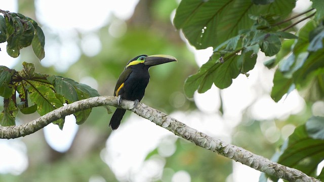 Yellow-eared Toucanet - ML615411288