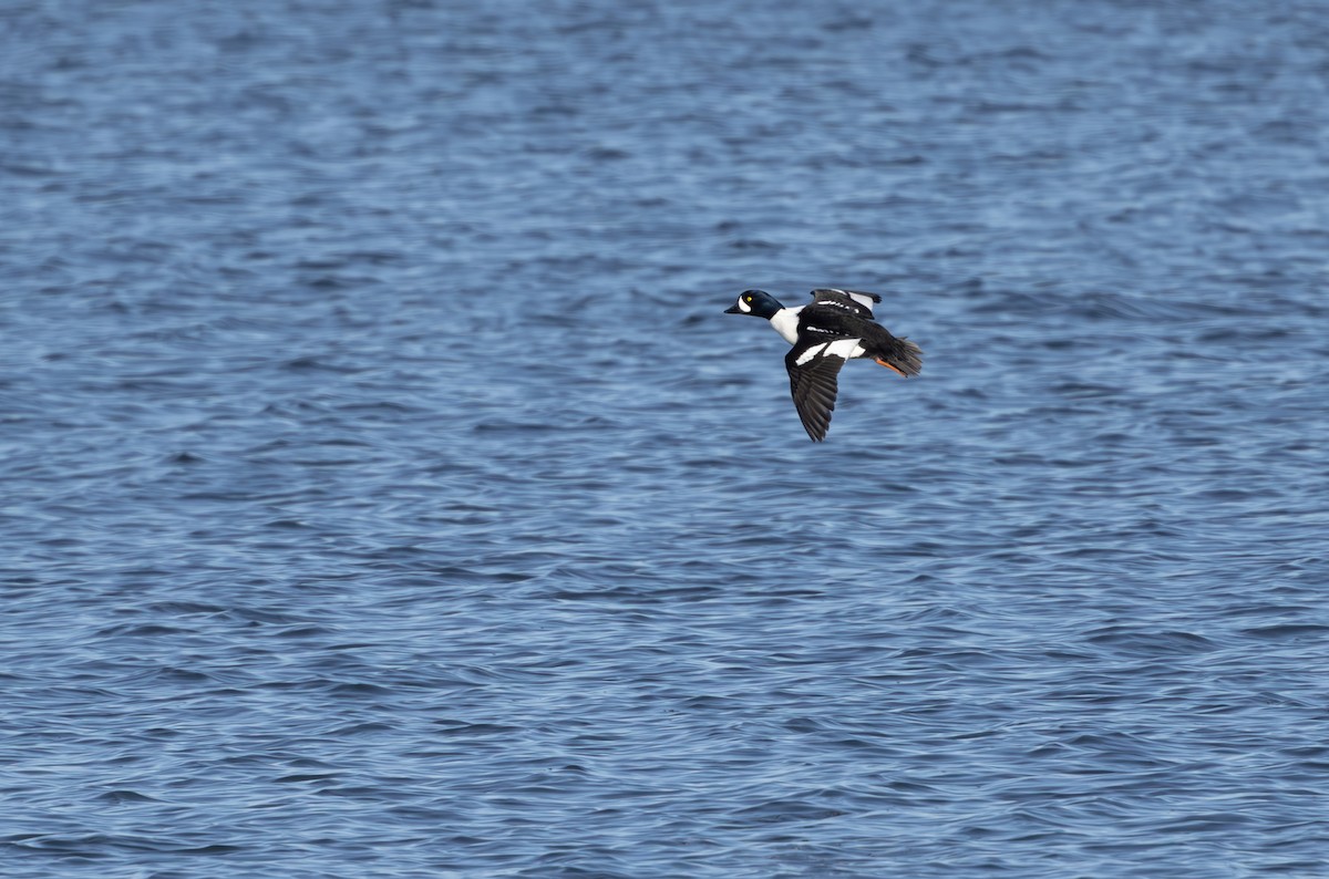 Barrow's Goldeneye - ML615411298