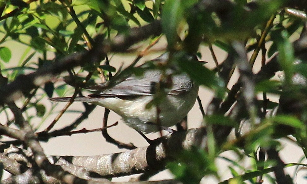 Lucy's Warbler - Rita Carratello