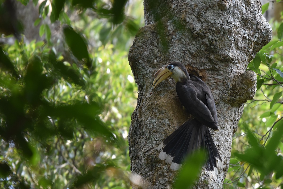 Brown Hornbill - Siripat Nonthamat
