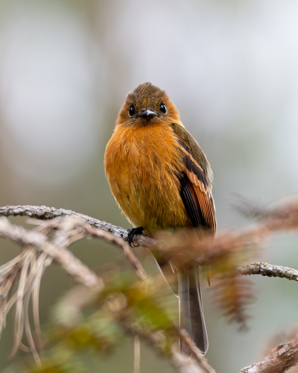 Cinnamon Flycatcher - ML615411450
