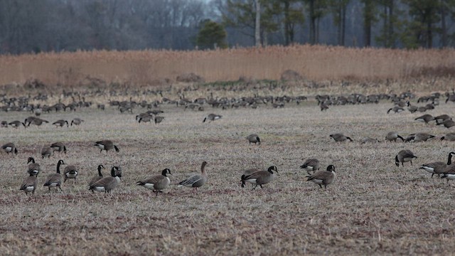 Pink-footed Goose - ML615411481