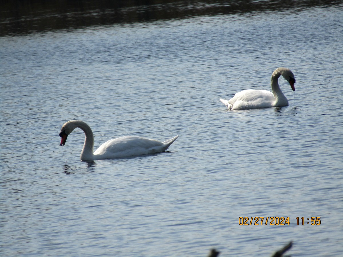 Mute Swan - ML615411483