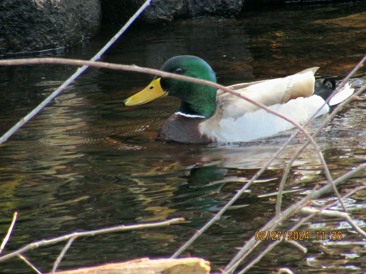 Canard colvert - ML615411502