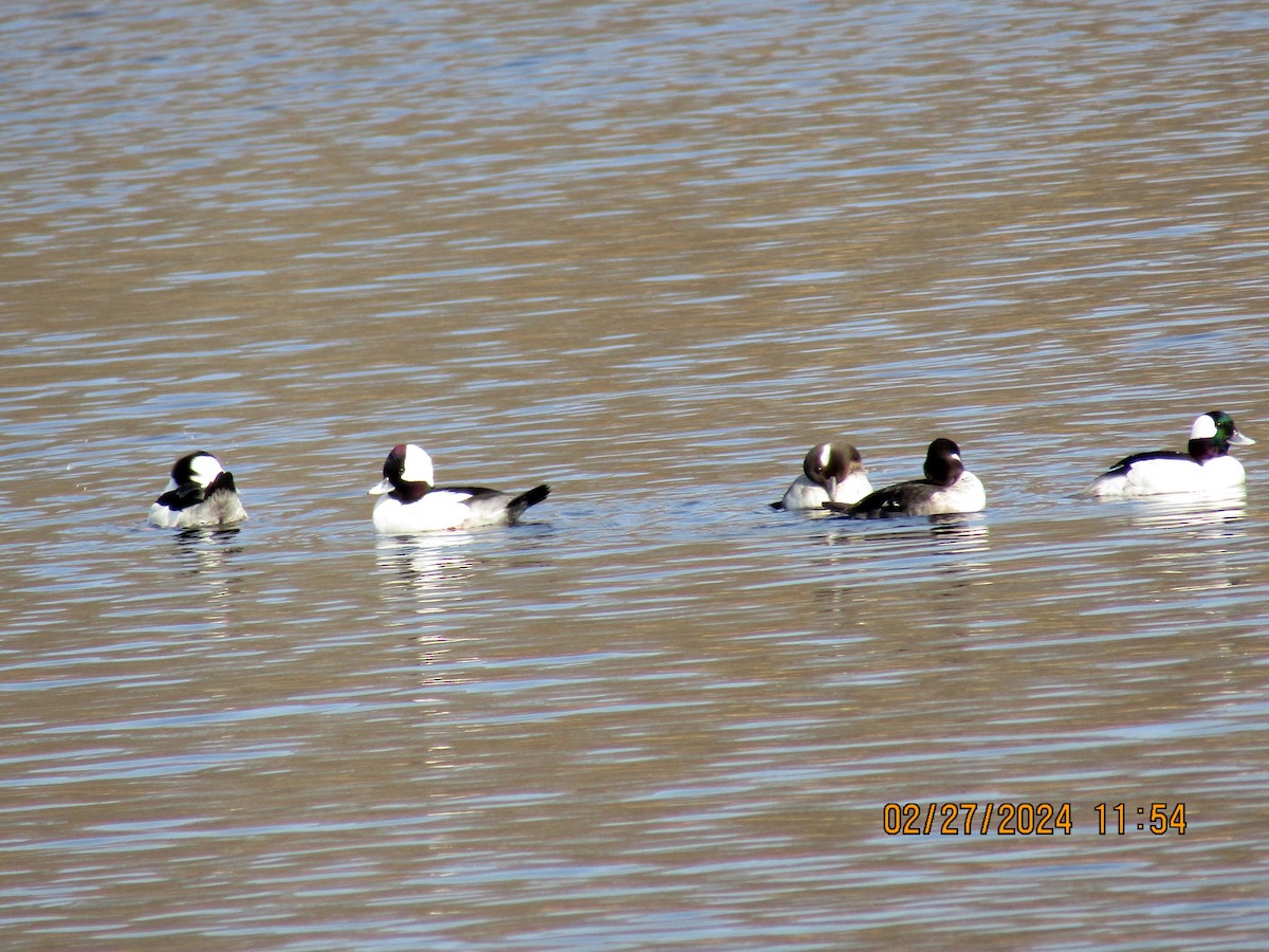 Bufflehead - Joao Faustino