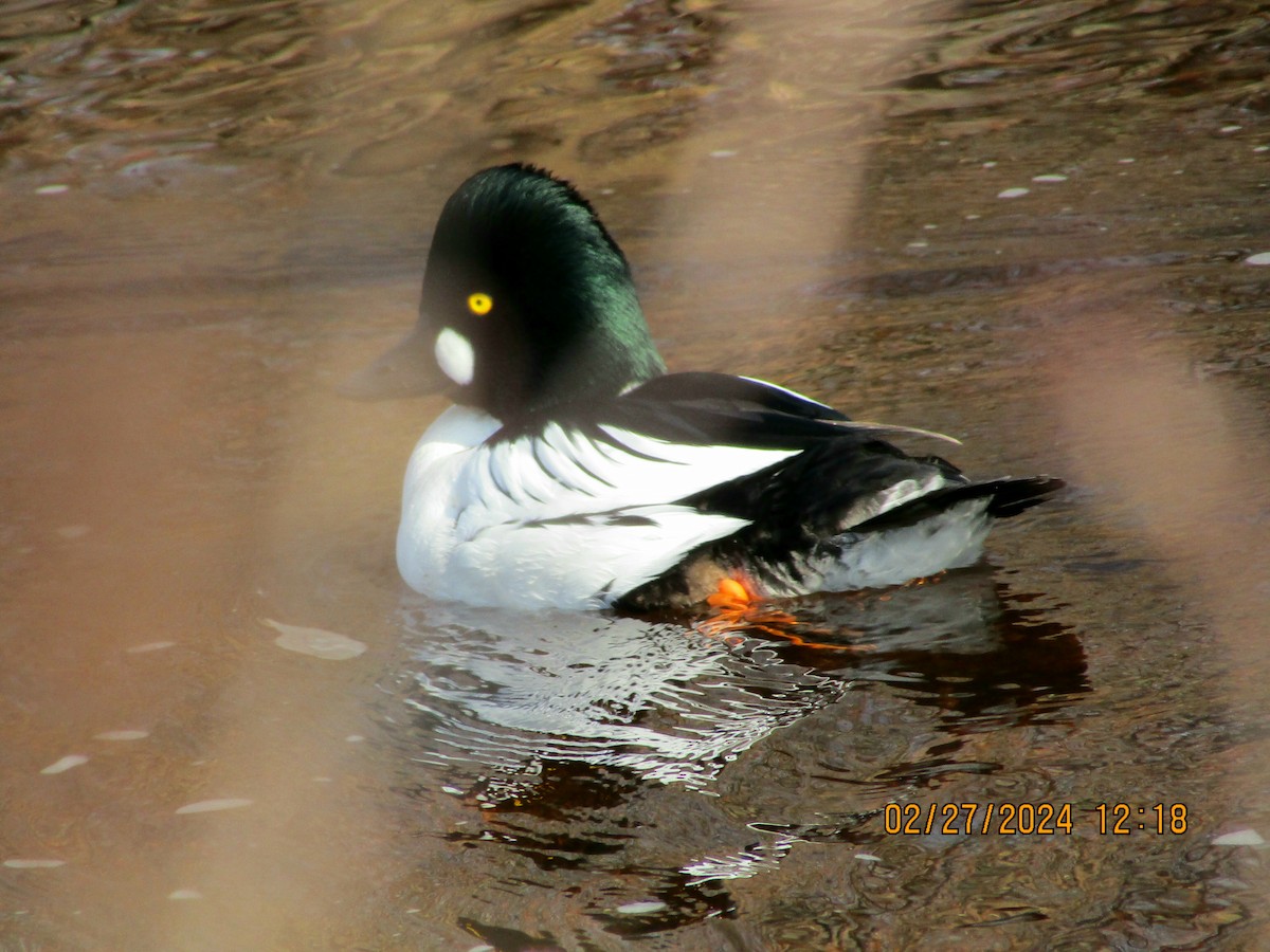 Common Goldeneye - ML615411536