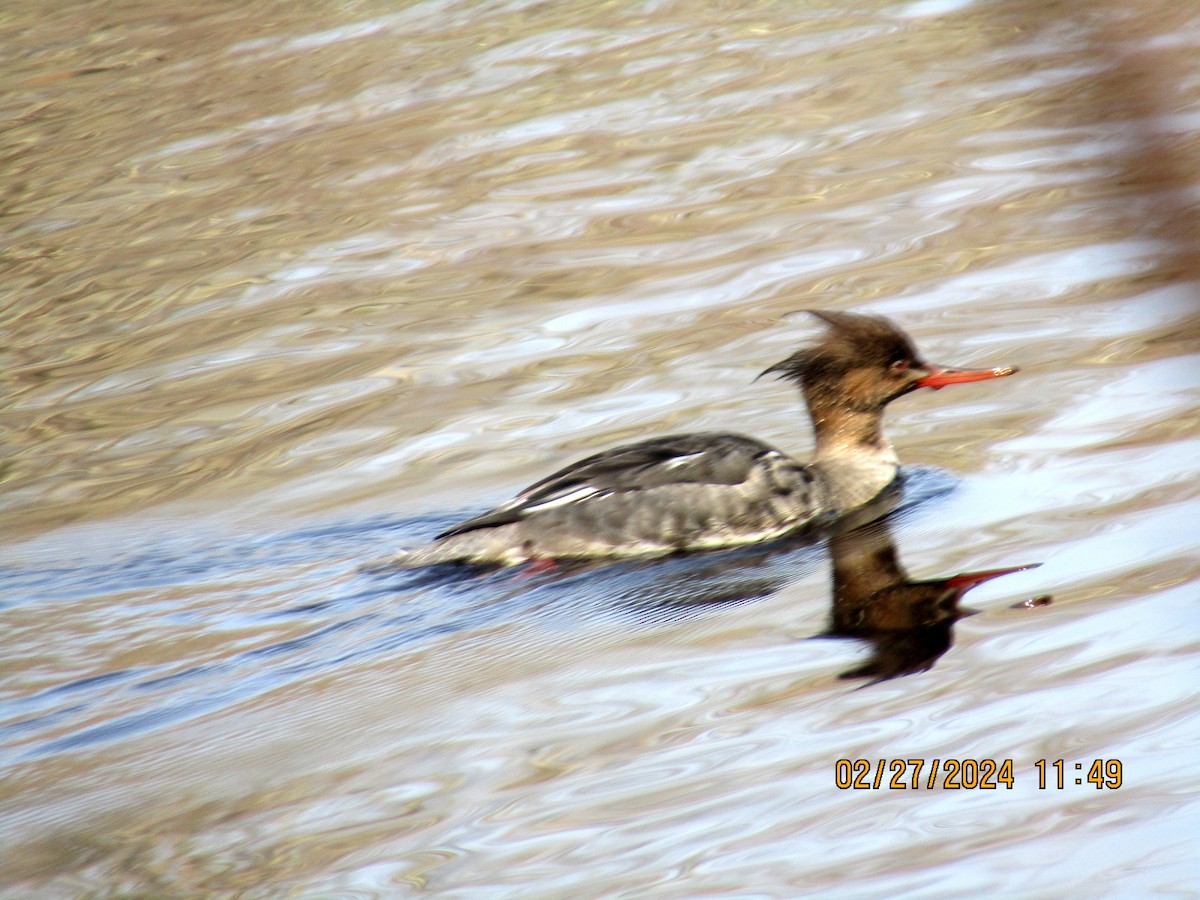 Red-breasted Merganser - ML615411554