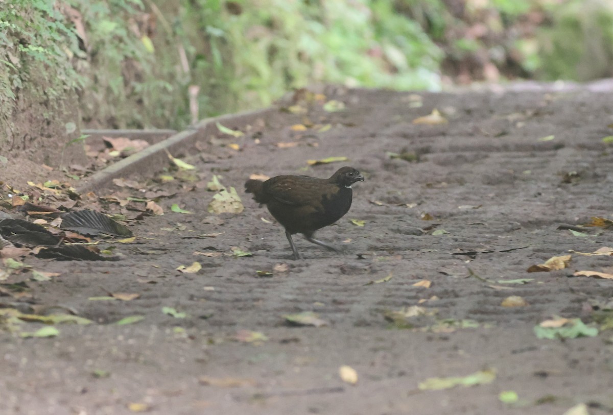 Black-breasted Wood-Quail - ML615411556