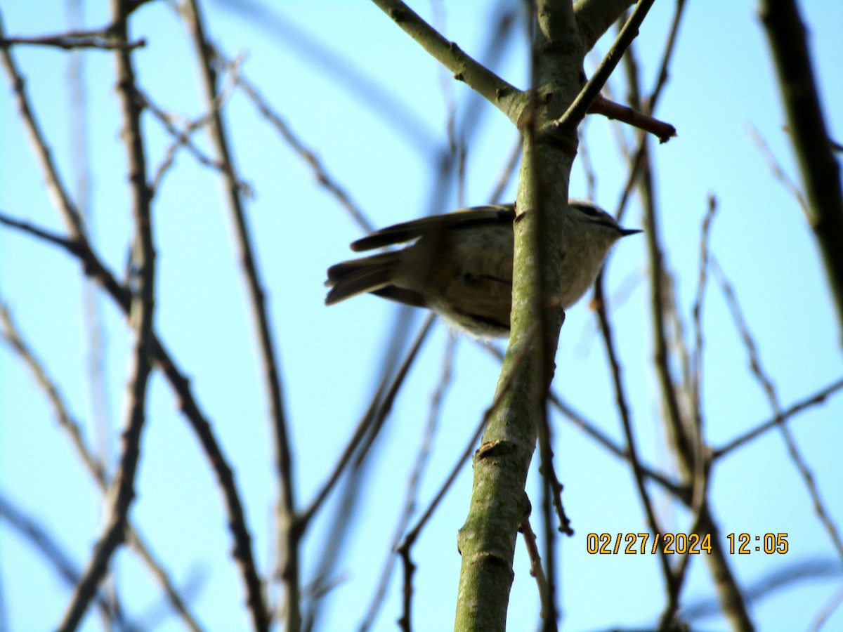 Golden-crowned Kinglet - Joao Faustino