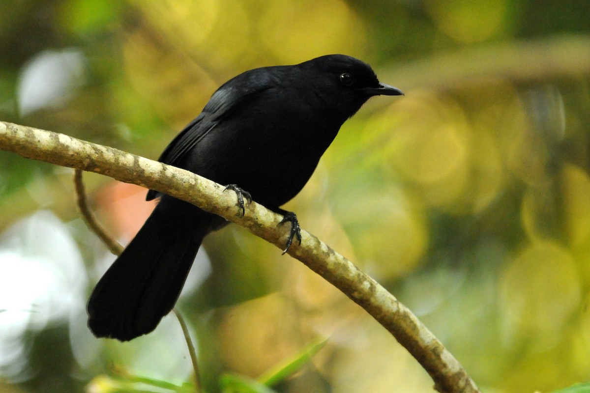 Black Catbird - ML615411627