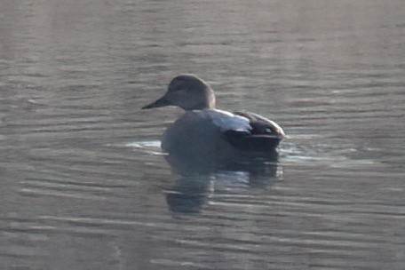 Canard chipeau - ML615411659