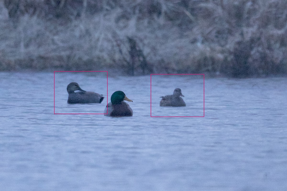 Gadwall - Stefan Minnig