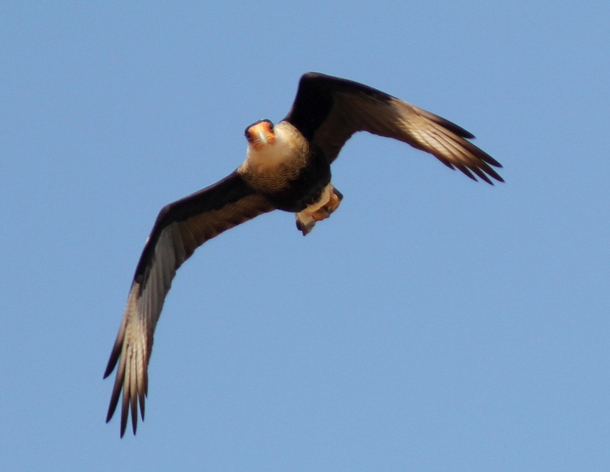 Crested Caracara (Northern) - ML61541171