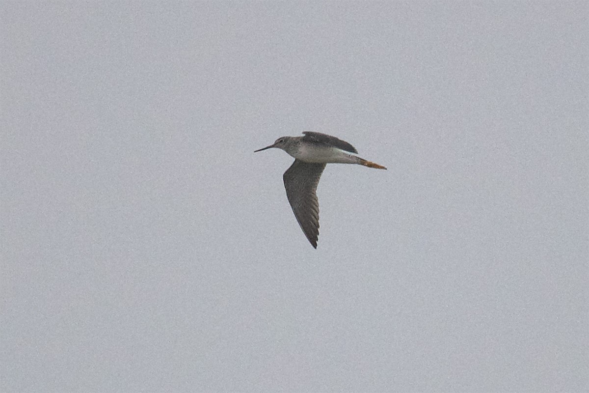 Greater Yellowlegs - Stefan Minnig