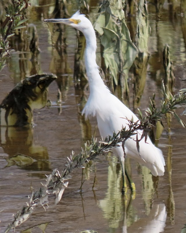 Snowy Egret - ML615411781