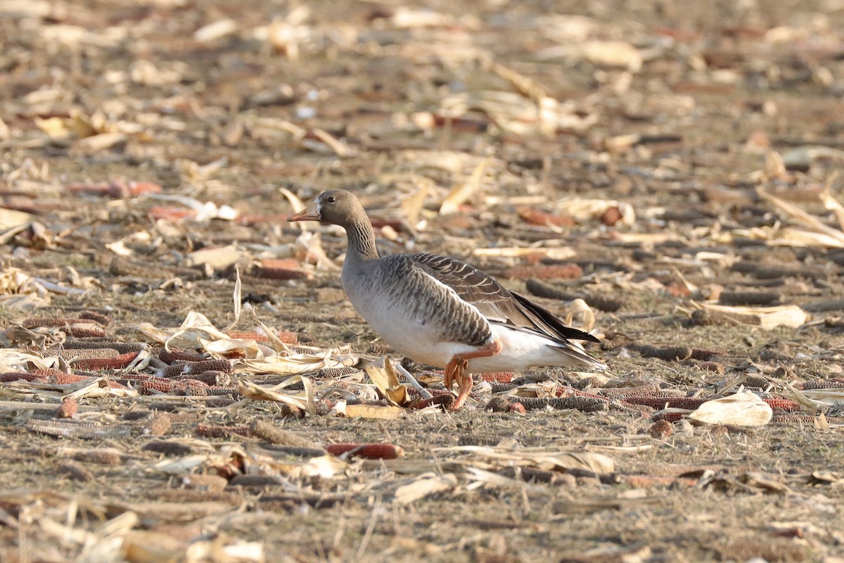 Greater White-fronted Goose - ML615411796