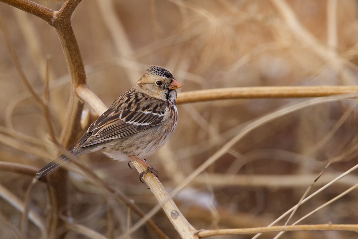 Harris's Sparrow - Miles Brengle