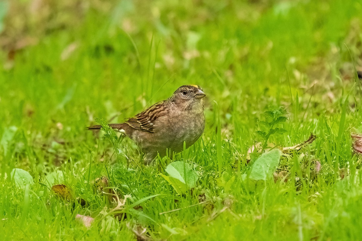 Bruant à couronne dorée - ML615411866