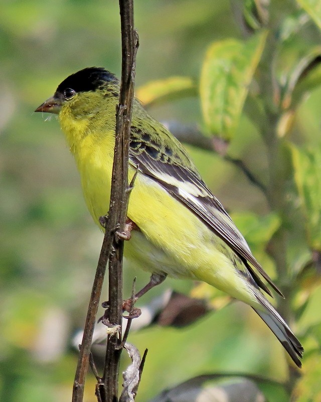 Lesser Goldfinch - ML615411895