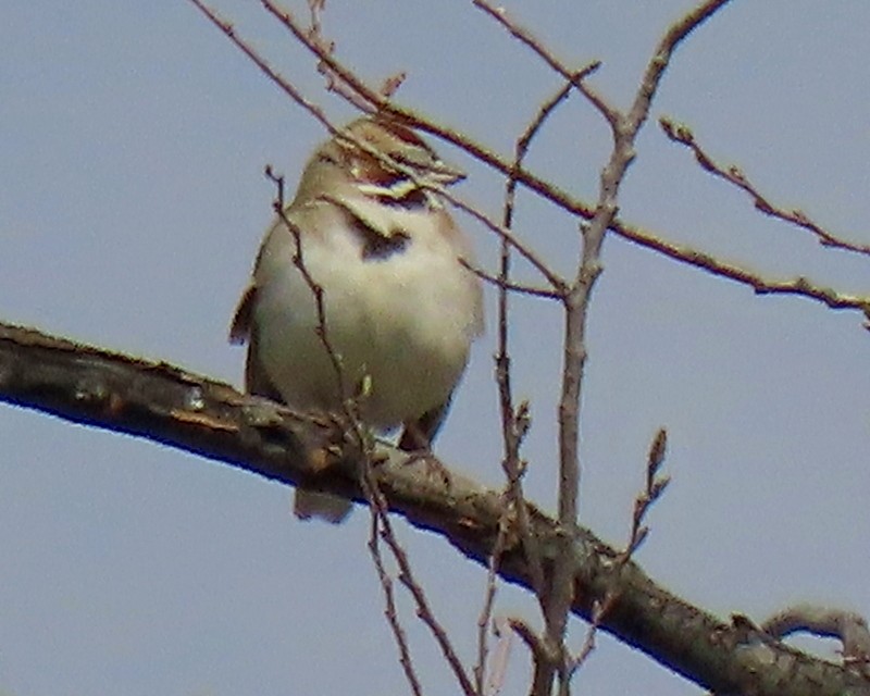 Lark Sparrow - greg slak