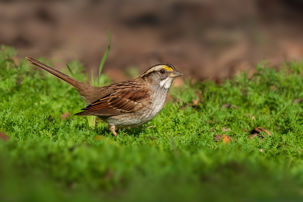 White-throated Sparrow - Rhonda Howard