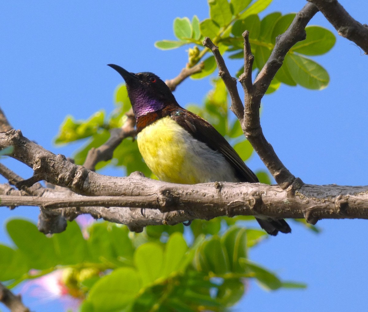 Purple-rumped Sunbird - Santharam V