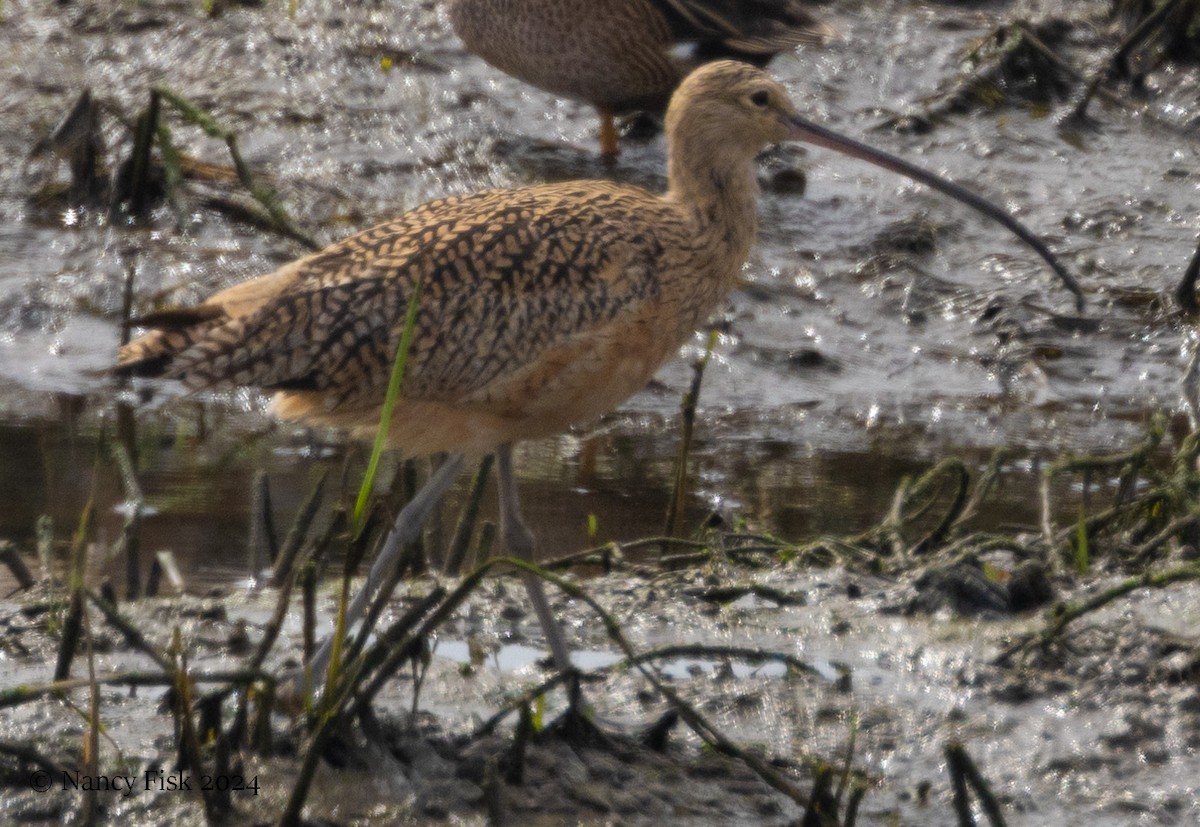 Long-billed Curlew - ML615412036