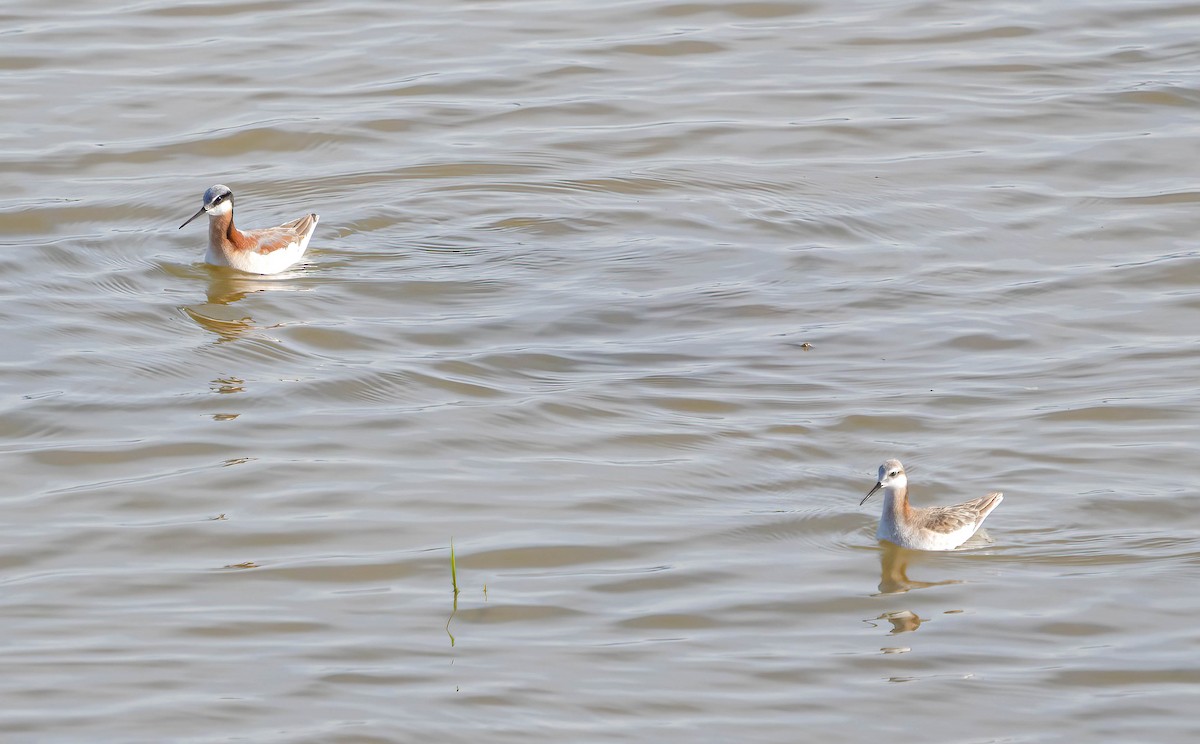 Wilson's Phalarope - Courtney Rella