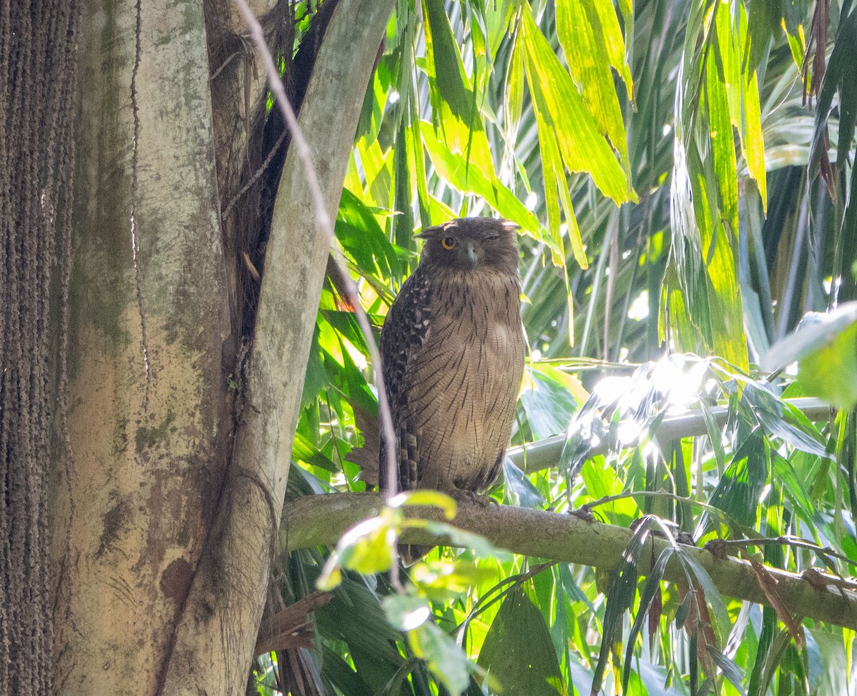 Brown Fish-Owl - ML615412097