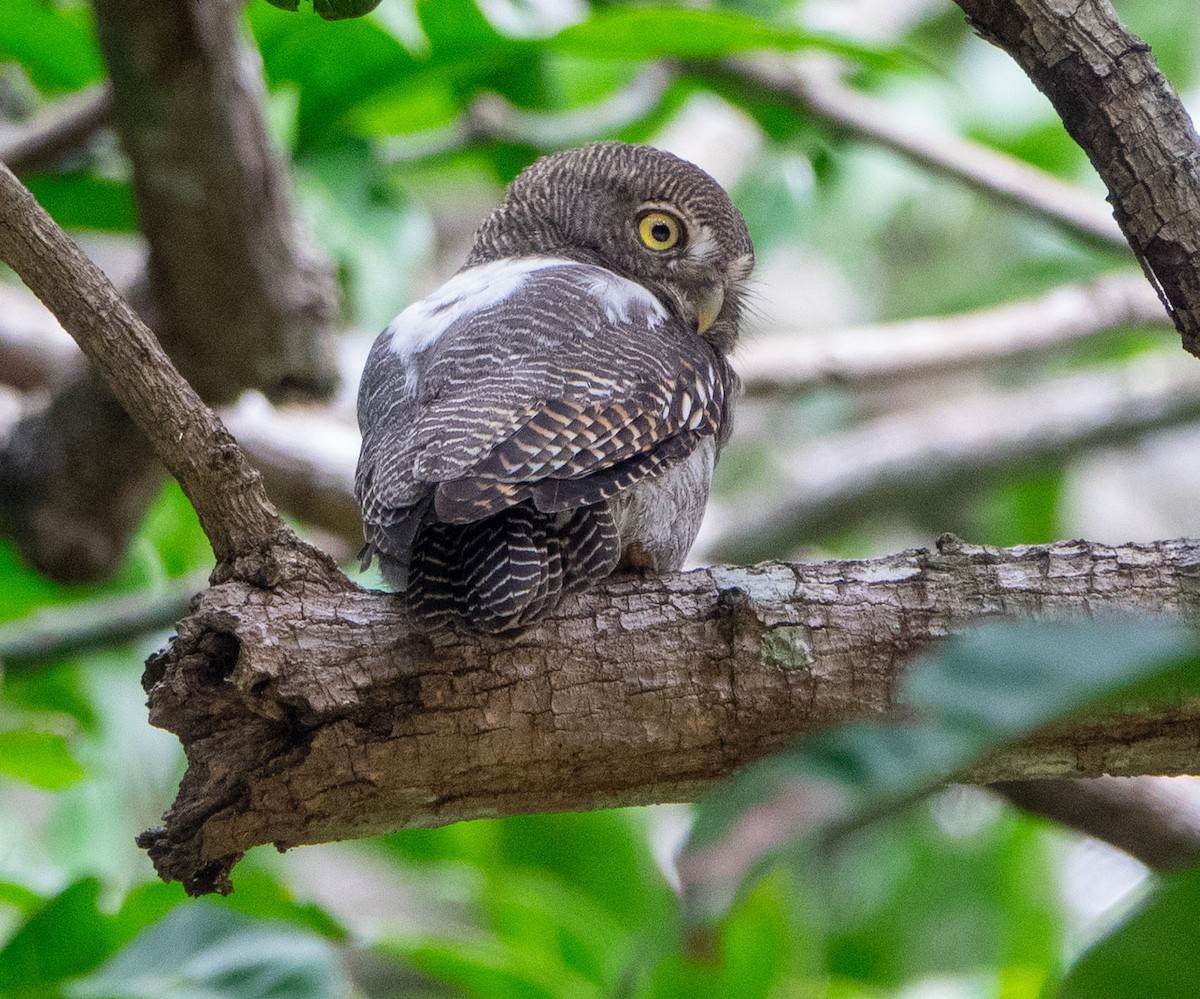 Jungle Owlet - David Houle