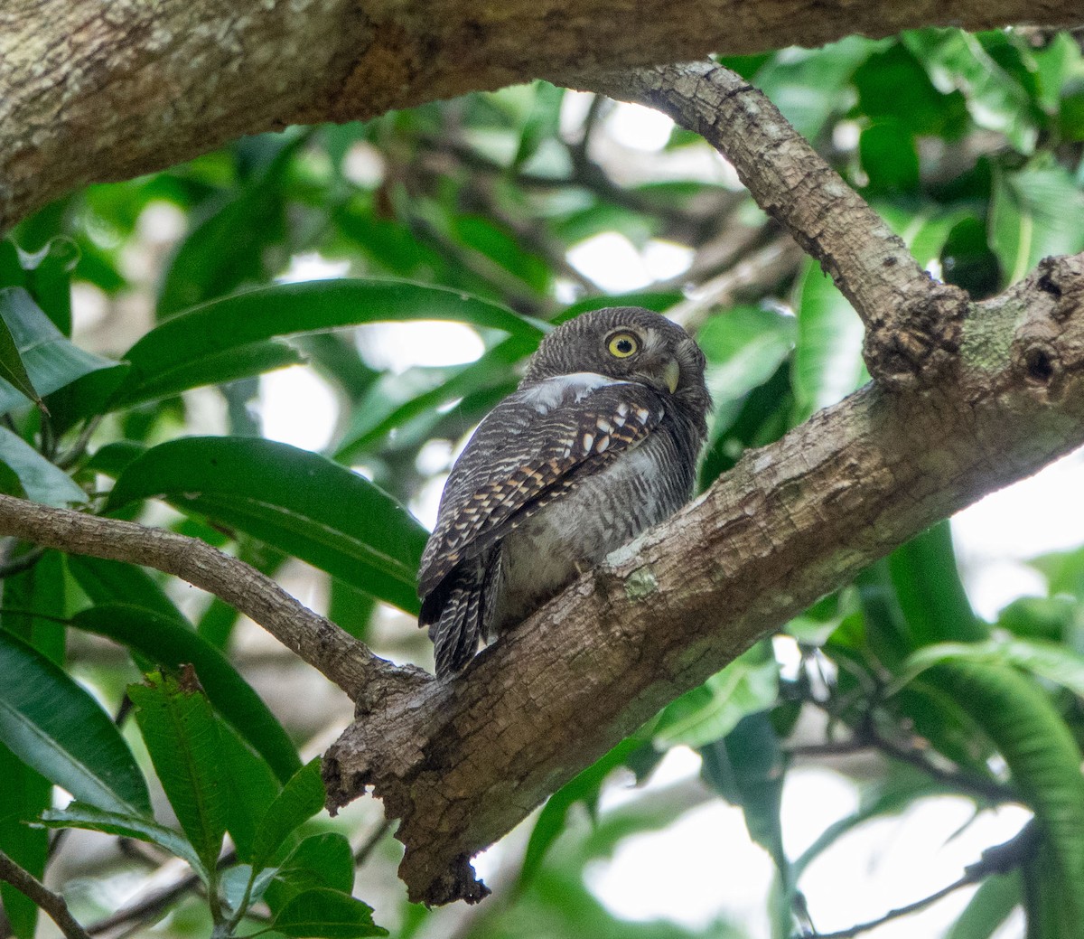 Jungle Owlet - ML615412111