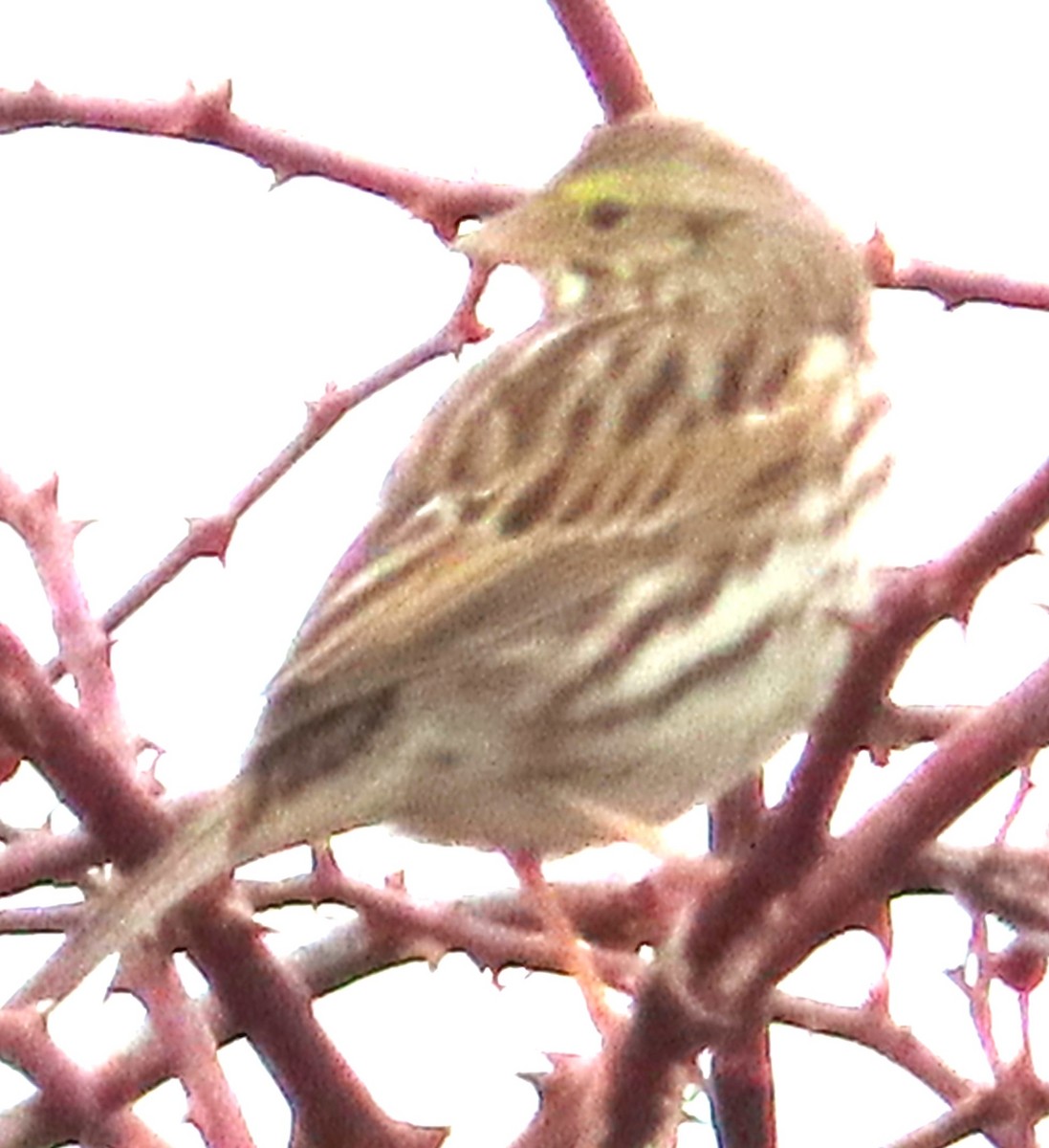 Savannah Sparrow - ML615412148