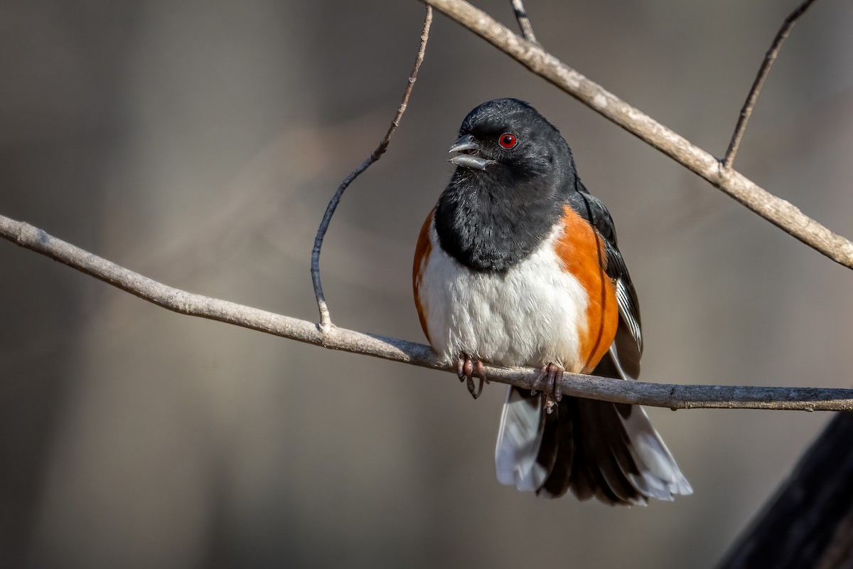 Eastern Towhee - ML615412211