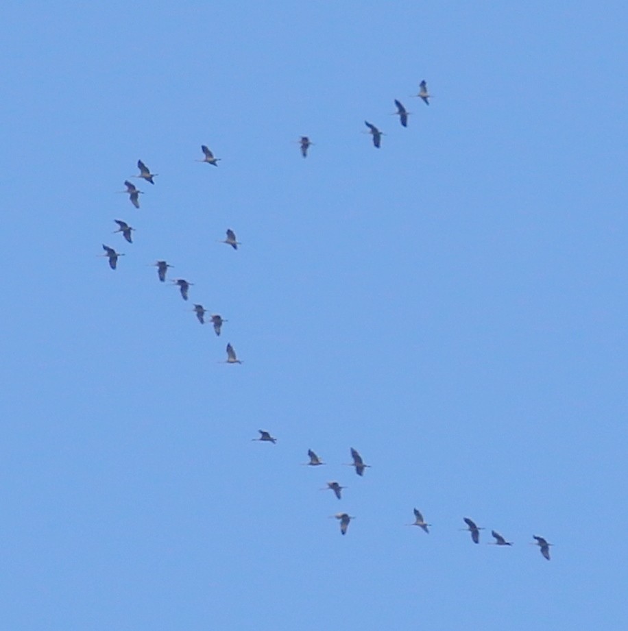 Sandhill Crane - ML615412218